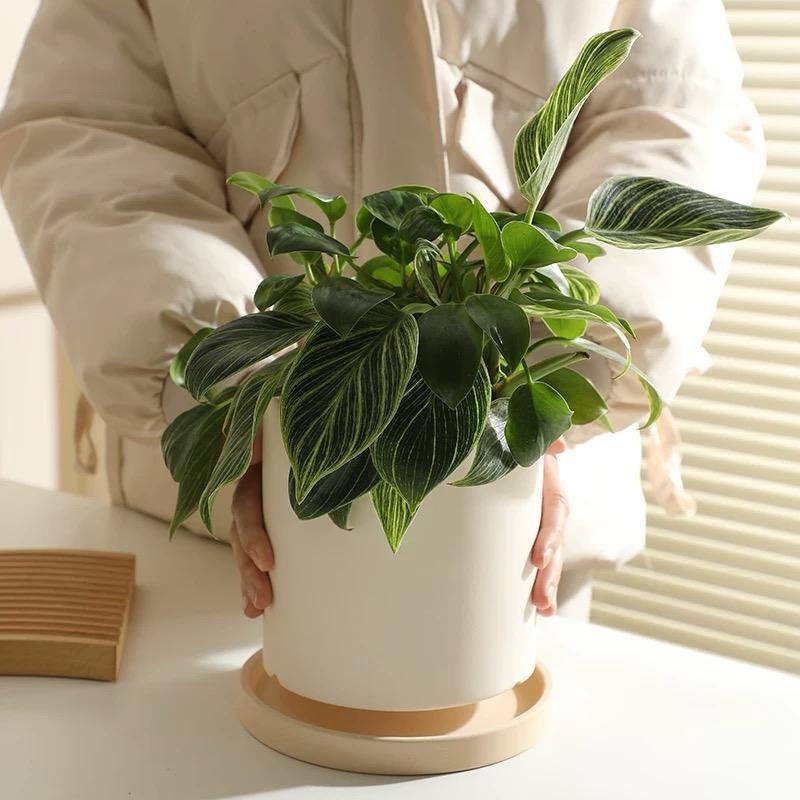 Ceramic Plant Pot Collection